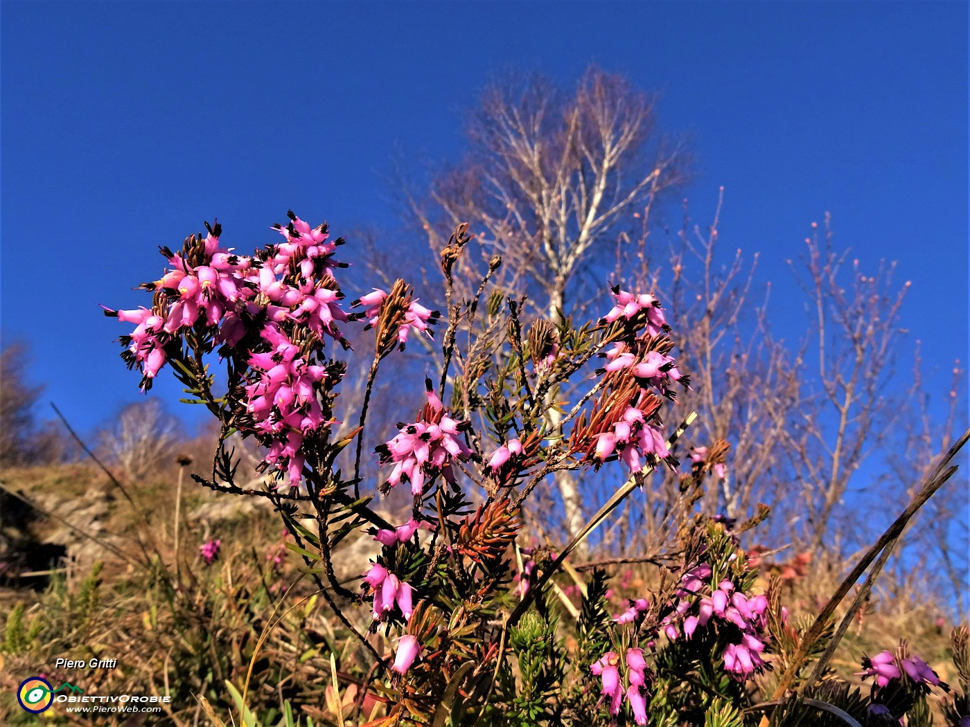 03 Erica in fiore .JPG